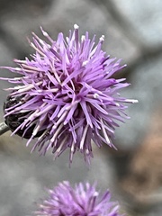 Cirsium arvense