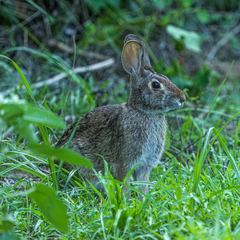 Sylvilagus aquaticus