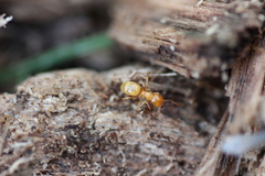 Lasius