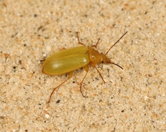 Cteniopus sulphureus