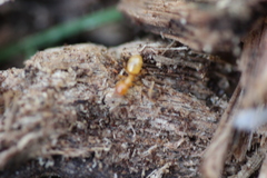 Lasius
