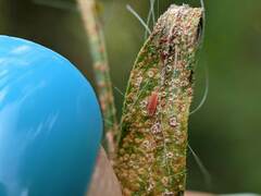 Coleosporium solidaginis