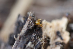 Lasius