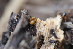 Lasius