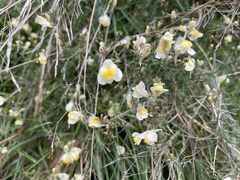 Linaria repens