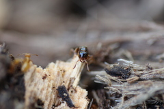 Lasius