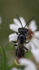 Lasioglossum coriaceum