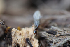 Lasius