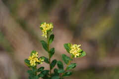 Pimelea flava