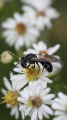 Lasioglossum coriaceum