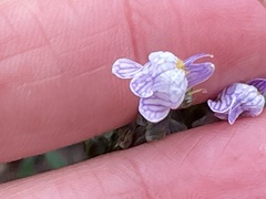 Linaria repens