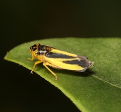 Evacanthus interruptus