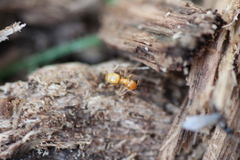 Lasius