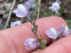 Linaria repens