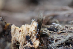 Lasius