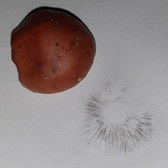 Leratiomyces ceres