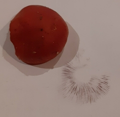 Leratiomyces ceres