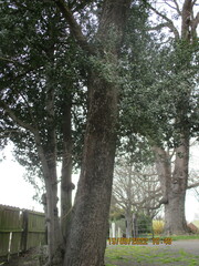 Quercus ilex