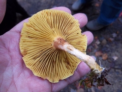 Phylloporus leucomycelinus