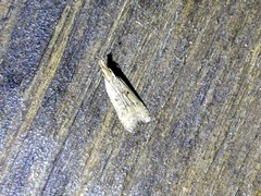 Dichomeris punctipennella