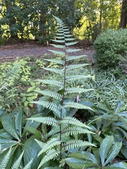 Athyrium angustum