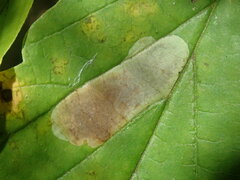 Cameraria hamameliella