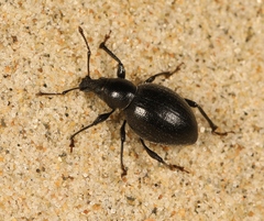 Otiorhynchus atroapterus