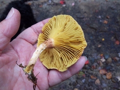 Phylloporus leucomycelinus
