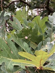 Druon quercusflocci