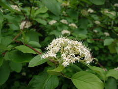 Cornus