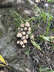 Coprinellus