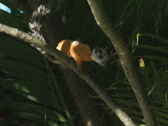 Sciurus variegatoides