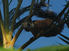 Sciurus variegatoides