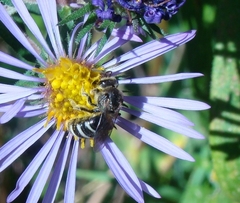 Lasioglossum coriaceum