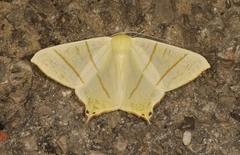 Ourapteryx sambucaria