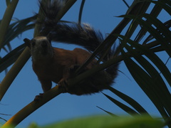 Sciurus variegatoides