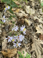 Symphyotrichum shortii