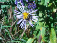 Lasioglossum coriaceum