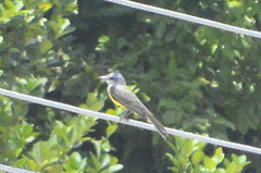 Tyrannus melancholicus