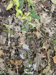 Symphyotrichum shortii