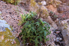 Scrophularia sublyrata