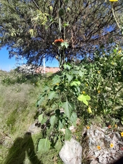 Leonotis nepetifolia