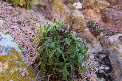 Scrophularia sublyrata