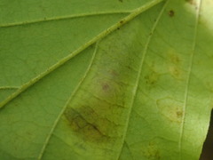 Cameraria hamameliella