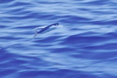 Exocoetidae