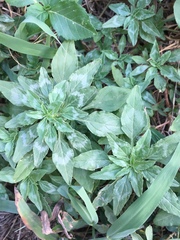 Amaranthus polygonoides
