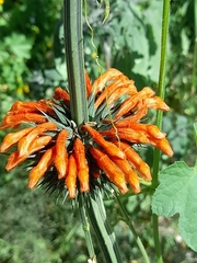 Leonotis nepetifolia