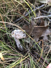 Hypomyces chrysospermus