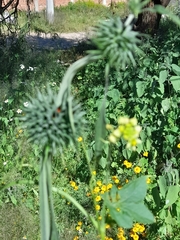 Leonotis nepetifolia