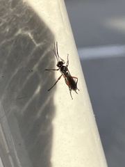 Pimpla pedalis